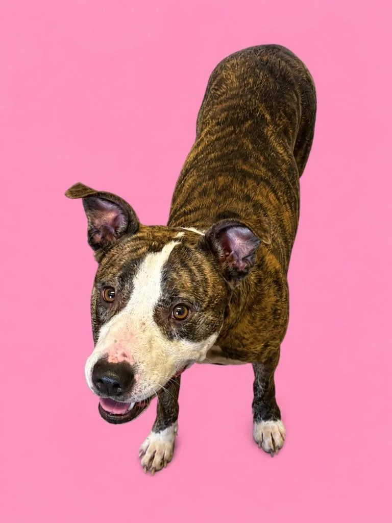A young medium-sized female Catahoula Leopard Dog dog named Girley for adoption in Wauchula, FL