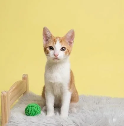 A baby small-sized male Domestic Short Hair cat named Thatcher for adoption in Cumming, GA