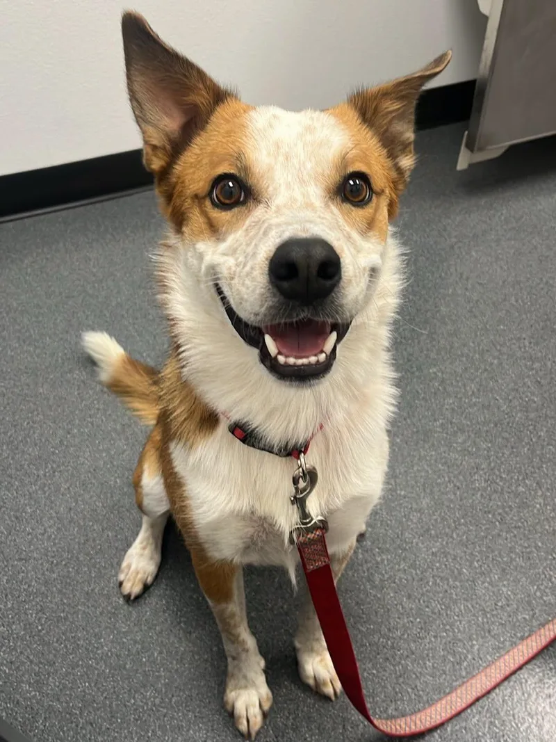An adult medium-sized male Cattle Dog dog named Ludo for adoption in Las Vegas, NV