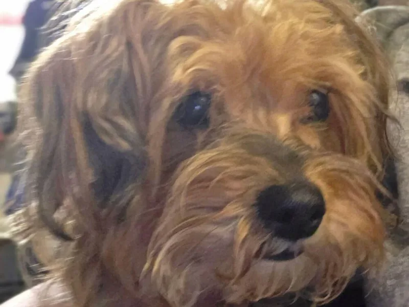 An adult small-sized female Yorkshire Terrier dog named Sookie for adoption in Powder Springs, GA