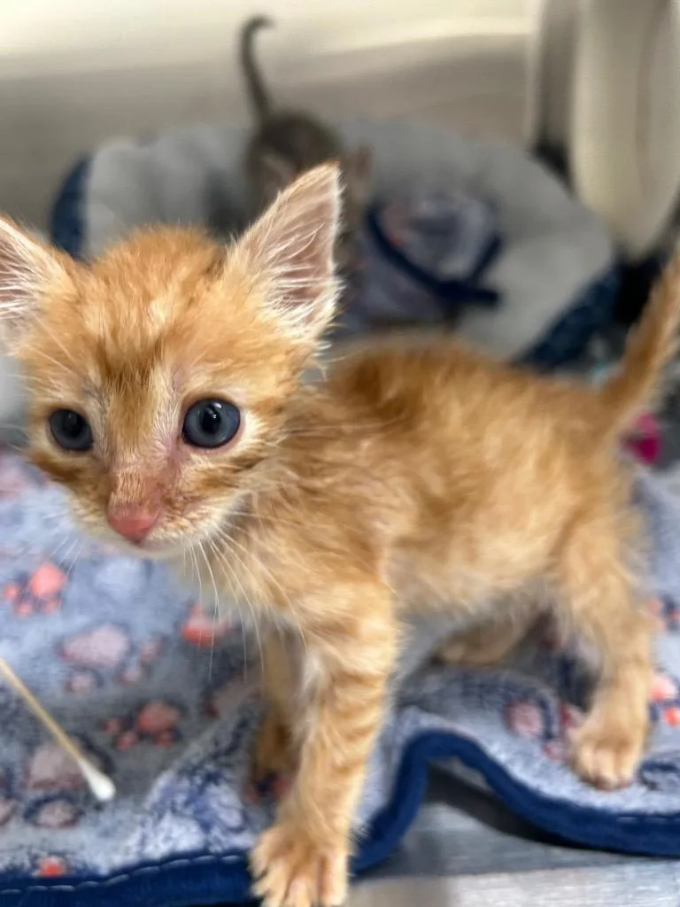 A baby medium-sized male Domestic Short Hair cat named Rider for adoption in Seven Points, TX