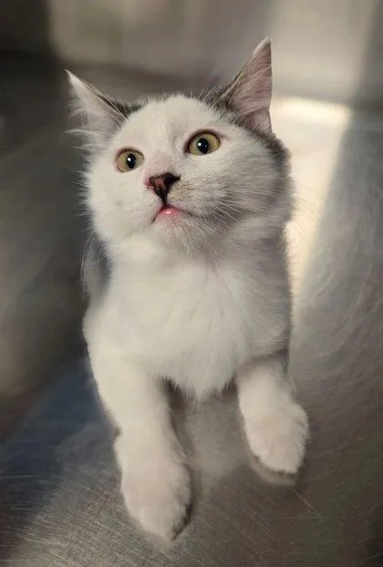 A baby small-sized female Domestic Long Hair cat named Hermione for adoption in Fresno, CA