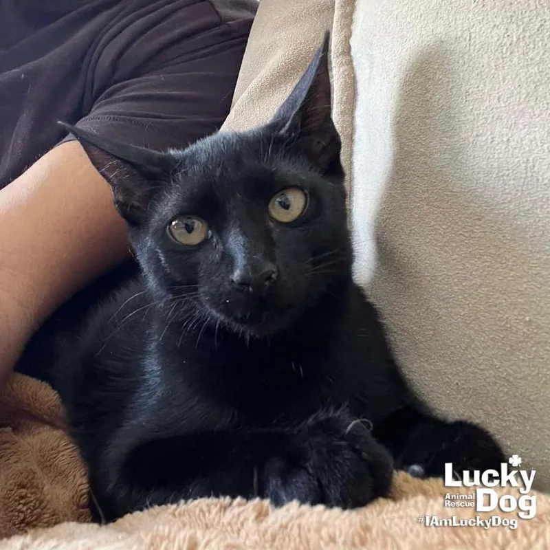 A baby medium-sized male Black Domestic Short Hair cat named Xavi for adoption in Washington, DC