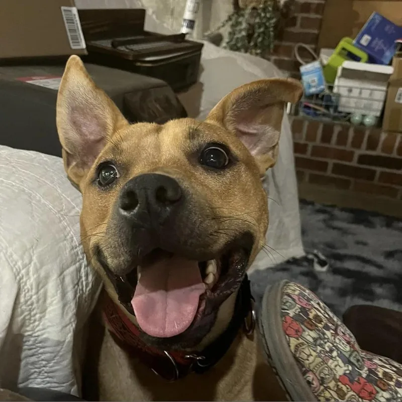 Scrappy Doo thumbnail 3