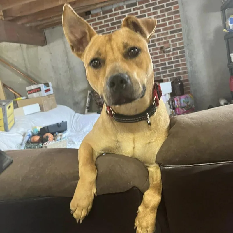 Scrappy Doo thumbnail 5