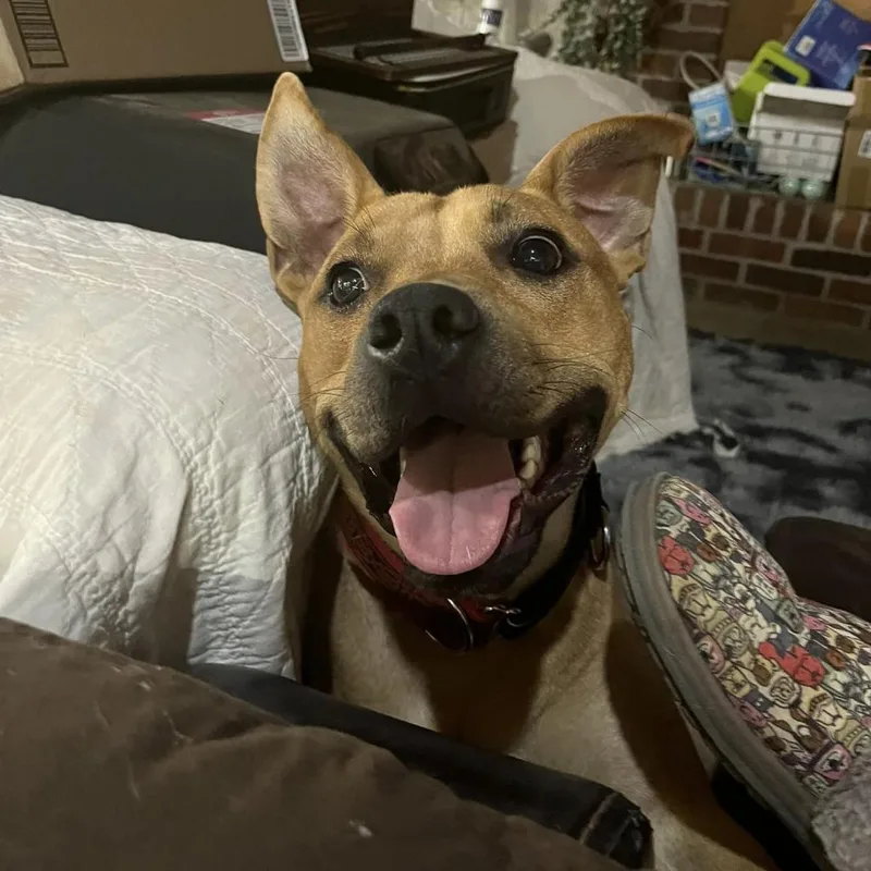 Scrappy Doo thumbnail 6