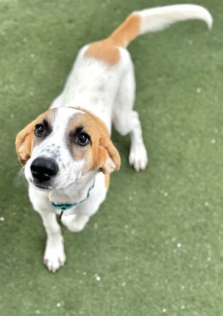 A young medium-sized female Foxhound dog named Diane for adoption in Boston, MA