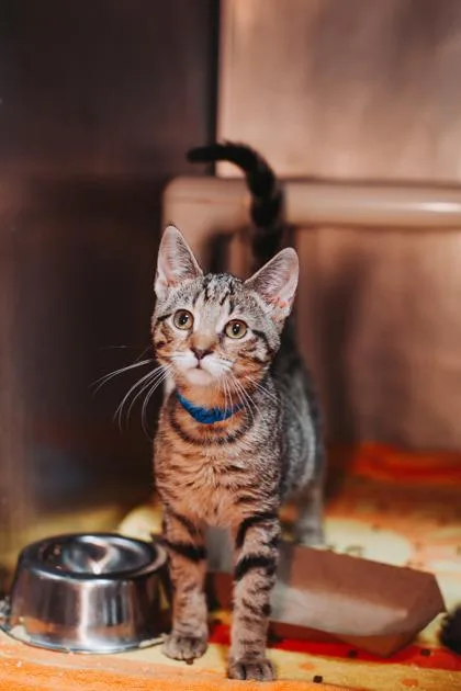 A young small-sized male Domestic Short Hair cat named a Seamus for adoption in North Charleston, SC