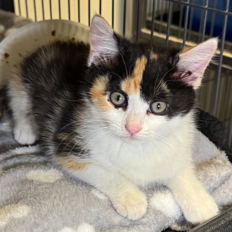 A baby medium-sized female Domestic Short Hair cat named Jo Jo for adoption in Saginaw, MI
