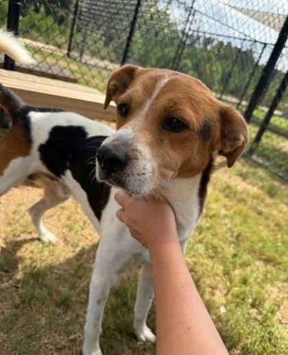 A senior medium-sized male Mixed Breed dog named Deckner for adoption in Atlanta, GA