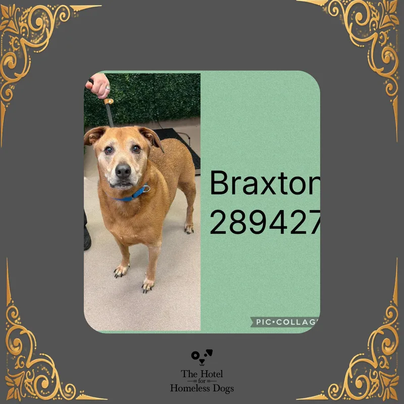A senior large-sized male Yellow / Tan / Blond / Fawn Terrier dog named Braxton for adoption in Cumberland, RI