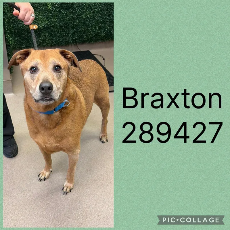 Braxton thumbnail 2