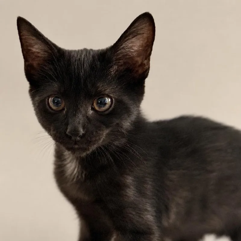 A baby small-sized female Black Domestic Short Hair cat named Star for adoption in Miami, FL