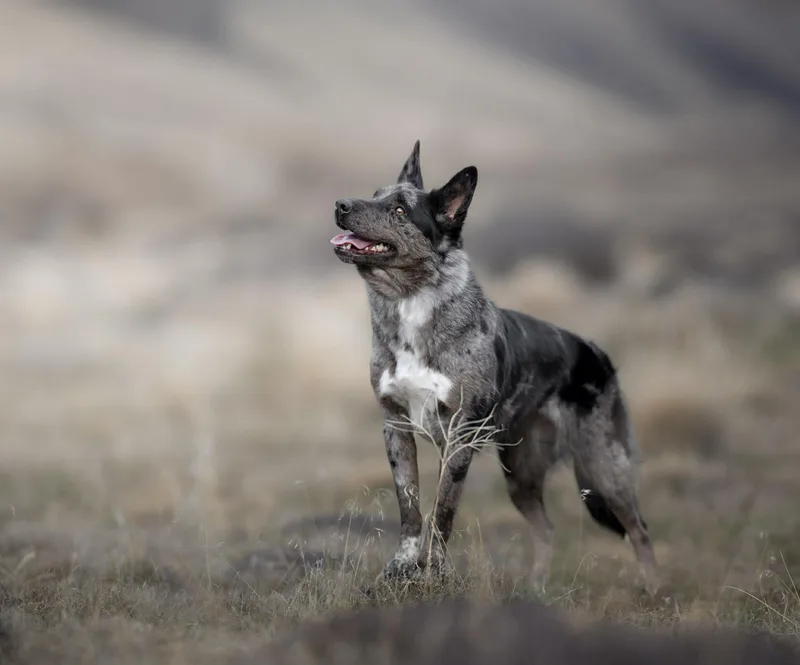 Scarlett thumbnail 2