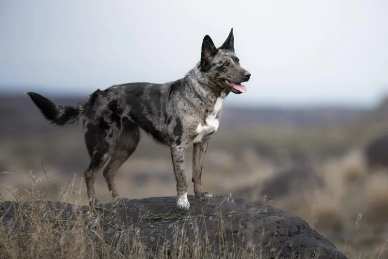 Scarlett thumbnail 3