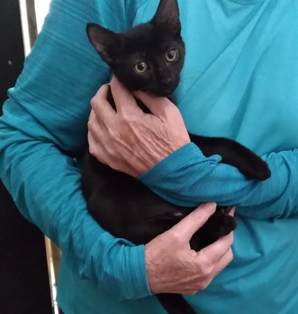 A baby small-sized male Domestic Short Hair cat named Inky Romeo for adoption in Sacramento, CA