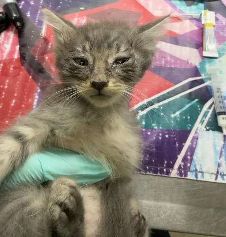 A baby small-sized female Domestic Short Hair cat named Tulip for adoption in Riverside, CA