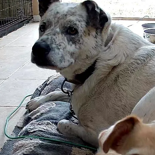 An adult small-sized male White / Cream Australian Cattle Dog / Blue Heeler dog named Charly for adoption in Harlingen, TX