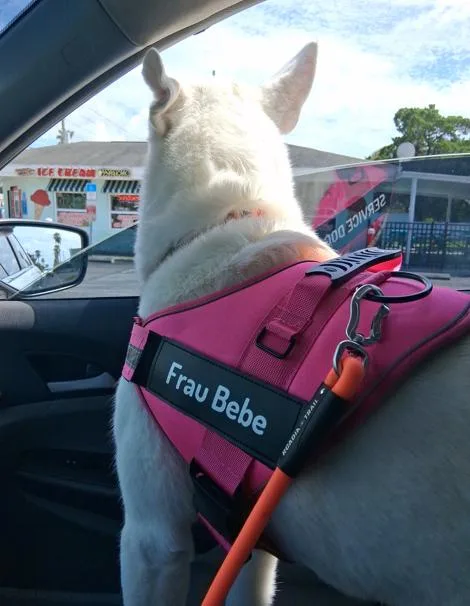An adult medium-sized female Husky dog named Bebe for adoption in Palm Harbor, FL