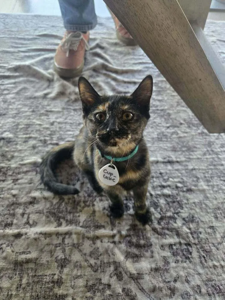 A baby medium-sized female Domestic Short Hair cat named Cupcake for adoption in tucson, AZ