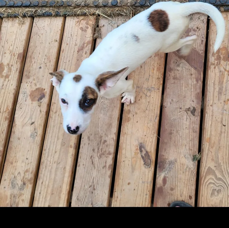 A baby small-sized female Tricolor (Brown, Black, & White) Catahoula Leopard Dog dog named Susie for adoption in CUMMING, GA