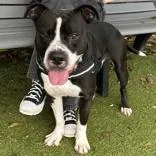 An adult large-sized male Black Pit Bull Terrier dog named Gucci for adoption in Hilliard, OH