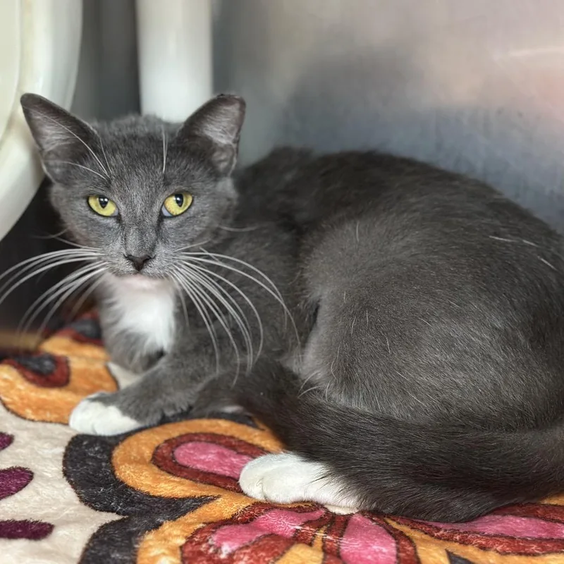 A young medium-sized female Gray / Blue / Silver Domestic Short Hair cat named Raya Sunshine for adoption in Austin, TX