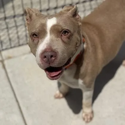 An adult medium-sized female Mixed Breed dog named B.B. Judy for adoption in Janesville, WI