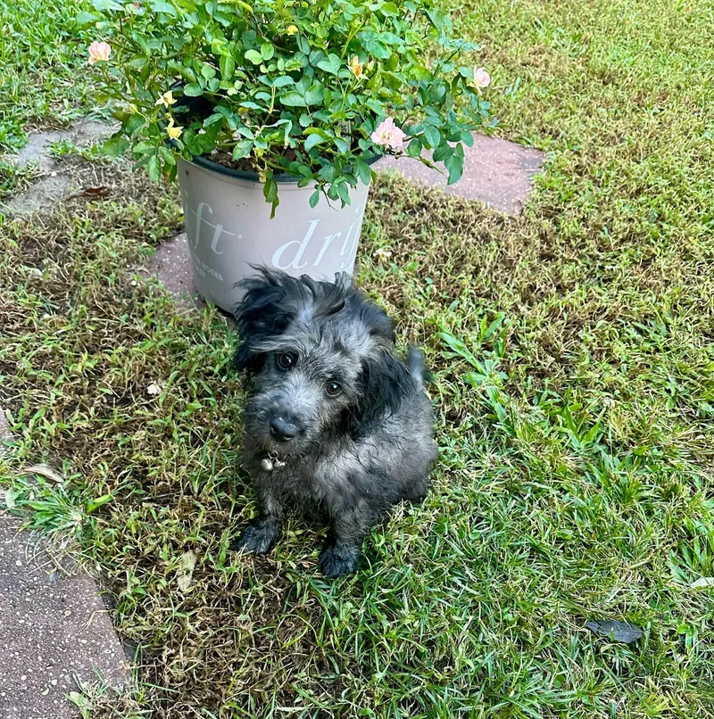 A baby small-sized male Gray / Blue / Silver Standard Poodle dog named Bongo for adoption in Gonzales, LA
