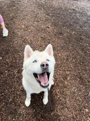 An adult extra large-sized male Mixed Breed dog named Chris Custer for adoption in Chamblee, GA