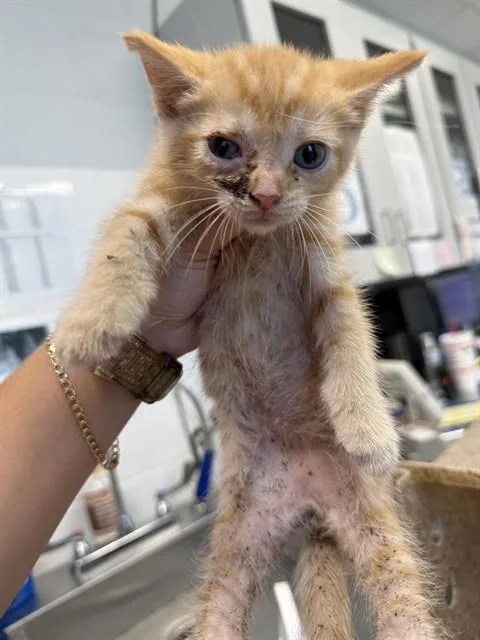 A baby small-sized male Domestic Short Hair cat named Cinnamon for adoption in Haw River, NC