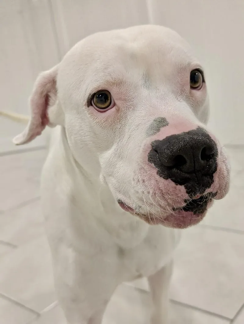 A young medium-sized male White / Cream American Bulldog dog named Dewey for adoption in Houston, TX