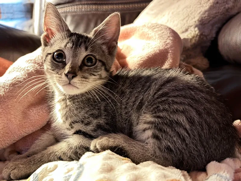 A young medium-sized female Tabby (Brown / Chocolate) Domestic Short Hair cat named Tori for adoption in Mount Airy, NC