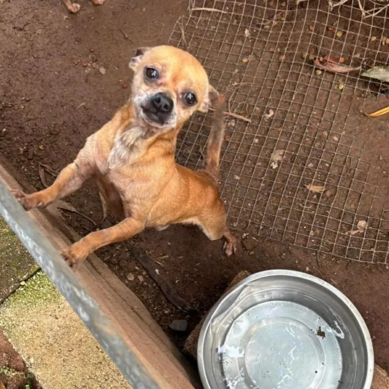 Dexter  The Pocket thumbnail 2