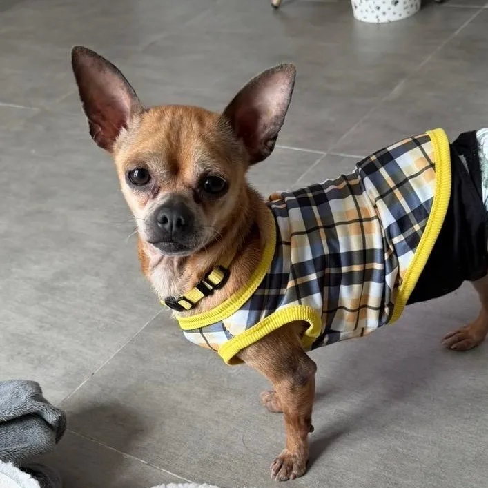 Dexter  The Pocket thumbnail 3