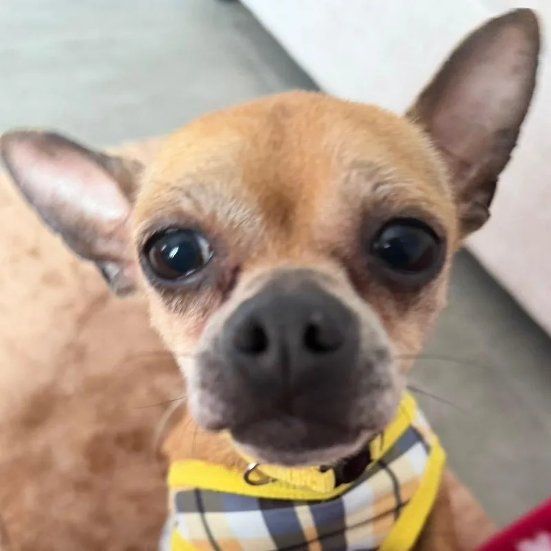 Dexter  The Pocket thumbnail 5