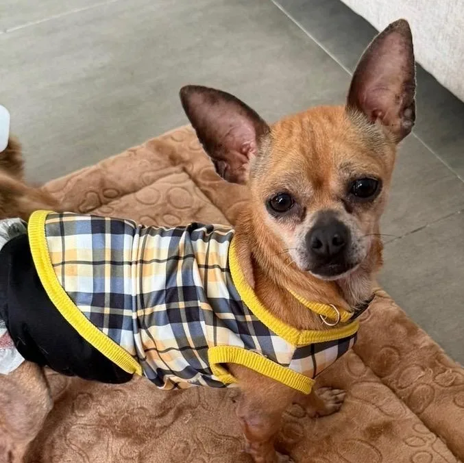 Dexter  The Pocket thumbnail 6