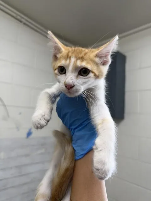 A baby small-sized female Domestic Short Hair cat named Calypso for adoption in San Bernardino, CA