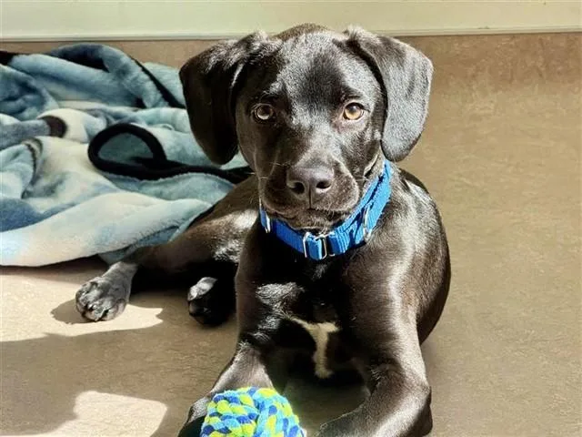 A baby small-sized male Labrador Retriever dog named Beau for adoption in Saint Louis, MO
