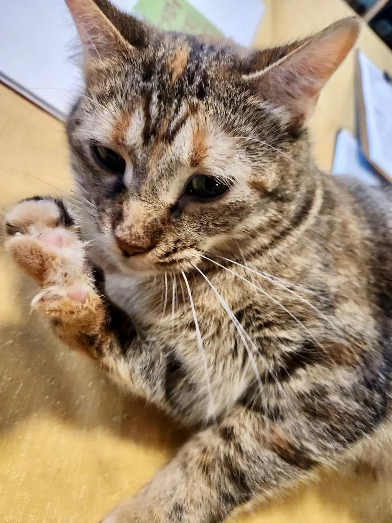 A young medium-sized female Domestic Short Hair cat named Hardy for adoption in Rice Lake, WI