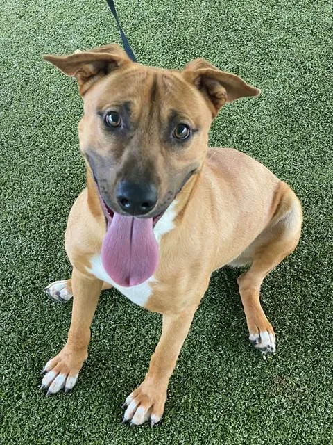 A young large-sized male Labrador Retriever dog named Jimothy for adoption in Fayetteville, NC