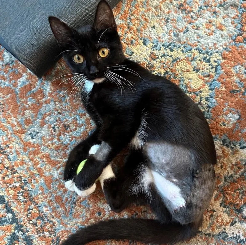 A baby medium-sized female Black & White / Tuxedo Domestic Short Hair cat named ChiChi Broadway for adoption in Morrison, CO