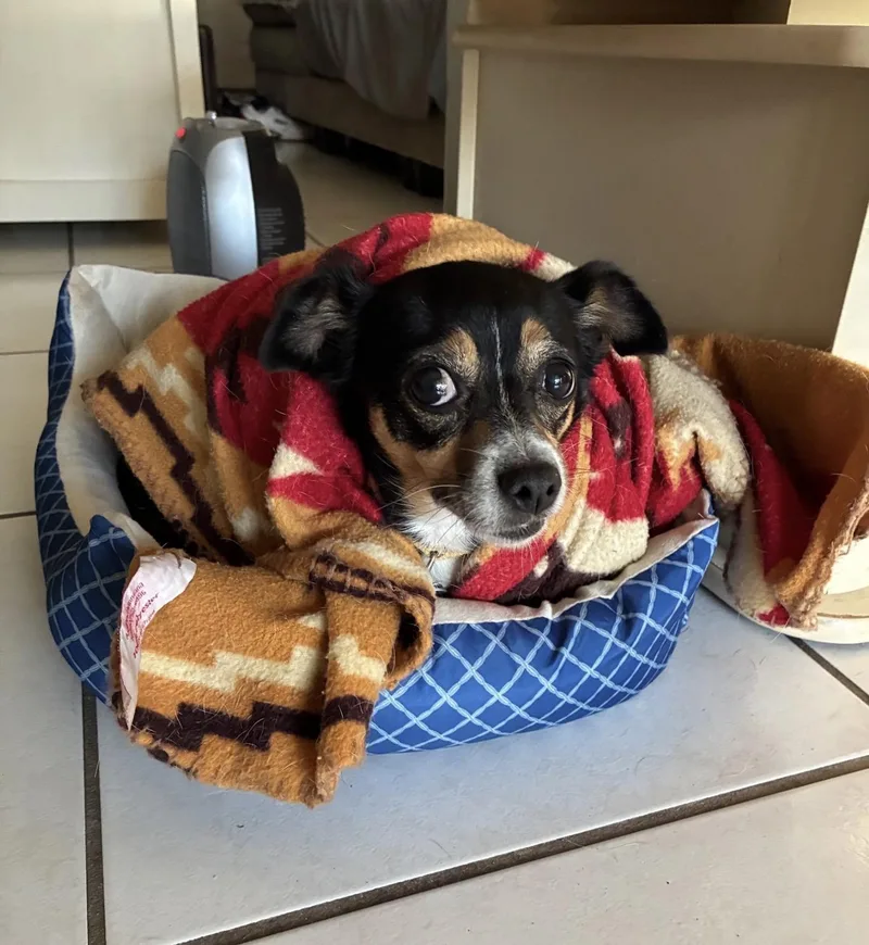 An adult small-sized female Tricolor (Brown, Black, & White) Chihuahua dog named Sophie for adoption in Palm springs, FL
