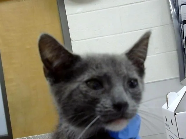 A baby small-sized male Domestic Short Hair cat named Astro for adoption in Naples, FL