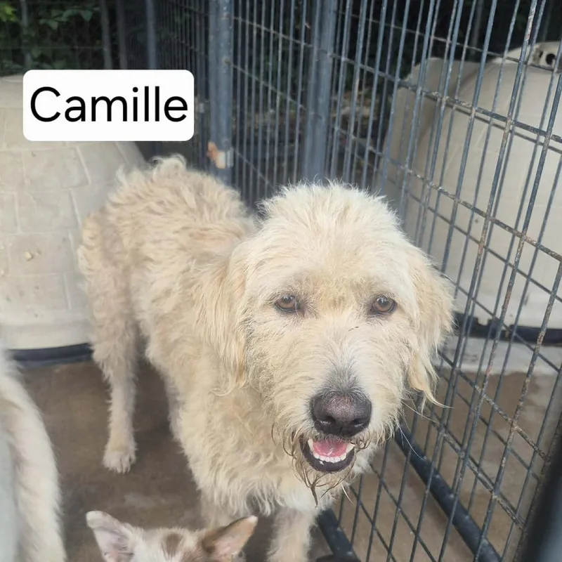 An adult medium-sized female White / Cream Poodle dog named Camille for adoption in Dover, AR