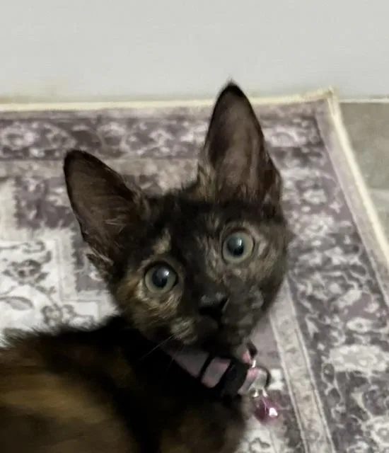 A baby small-sized female Tortoiseshell cat named Zara for adoption in Maitland, FL