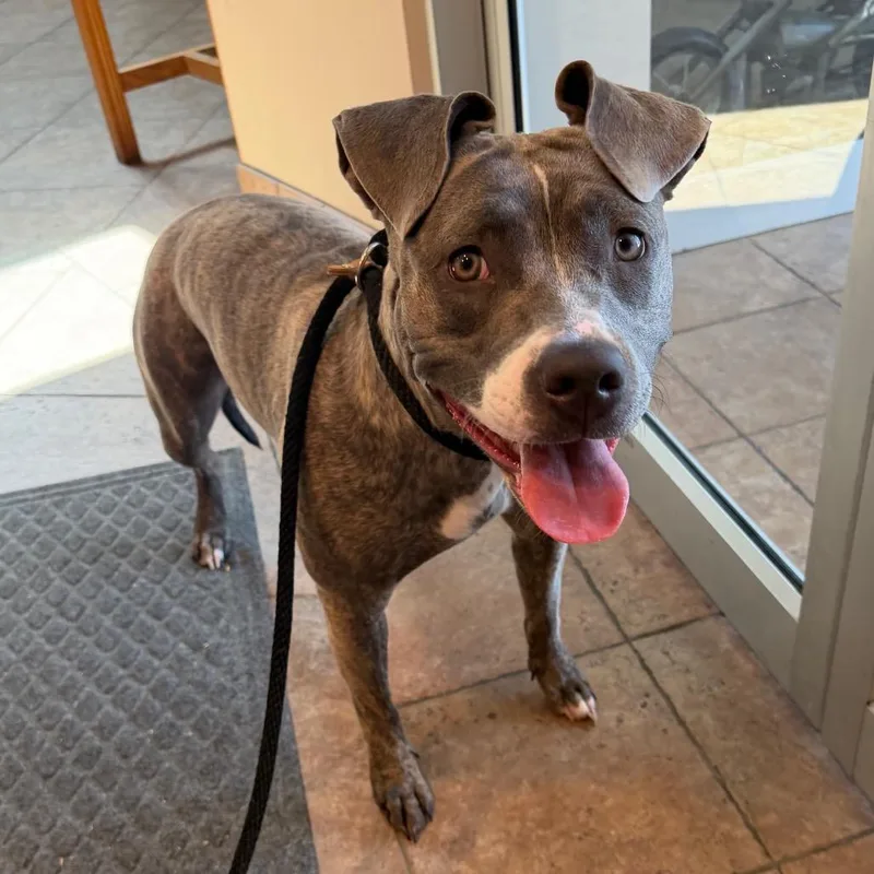 An adult medium-sized female Gray / Blue / Silver Pit Bull Terrier dog named MONTStray for adoption in Perkiomenville, PA