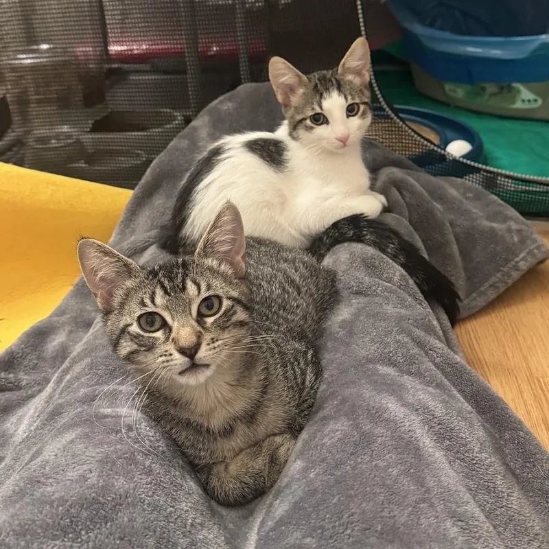 A baby medium-sized male Tabby (Brown / Chocolate) Domestic Short Hair cat named Buster for adoption in Renton , WA