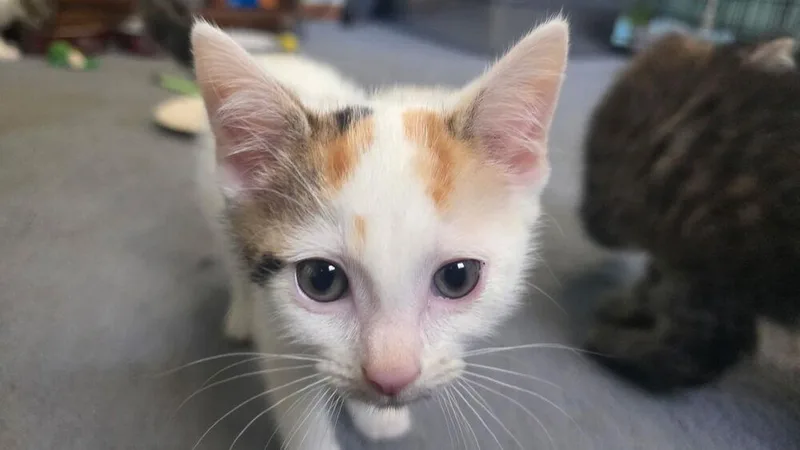 A baby small-sized female Black & White / Tuxedo Domestic Short Hair cat named Kia for adoption in Dayton, OH