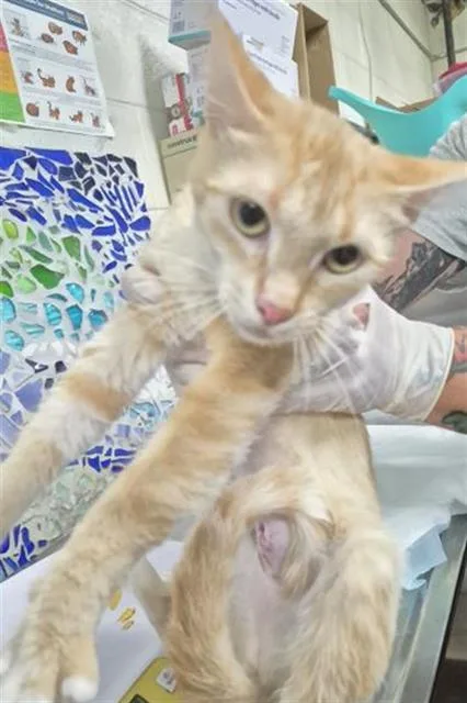 A young medium-sized female Domestic Short Hair cat named Nesuko for adoption in Pensacola, FL